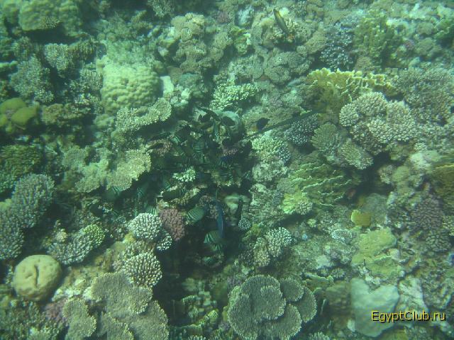 ������ ��� ��� ������