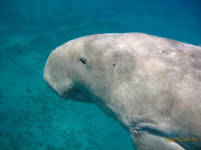 �������� ������