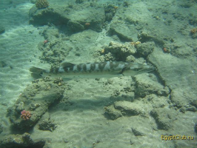 ��������� � ��� ������