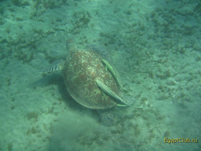 �������� � ���������