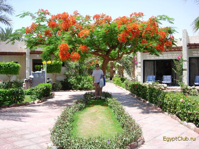 ������ ����������