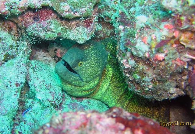 ������ ����������