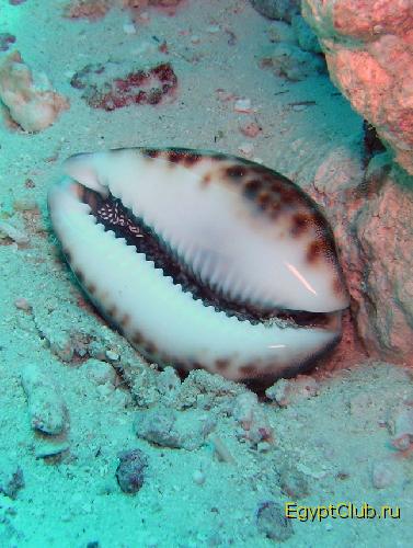 ������� �������� 