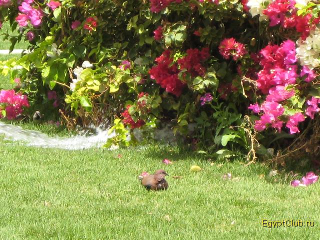 ������ ����...