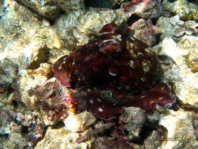 ������� ������