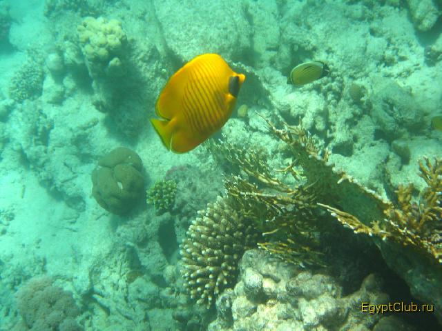 ���� �������