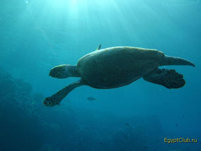 ��� �� ������ ��������