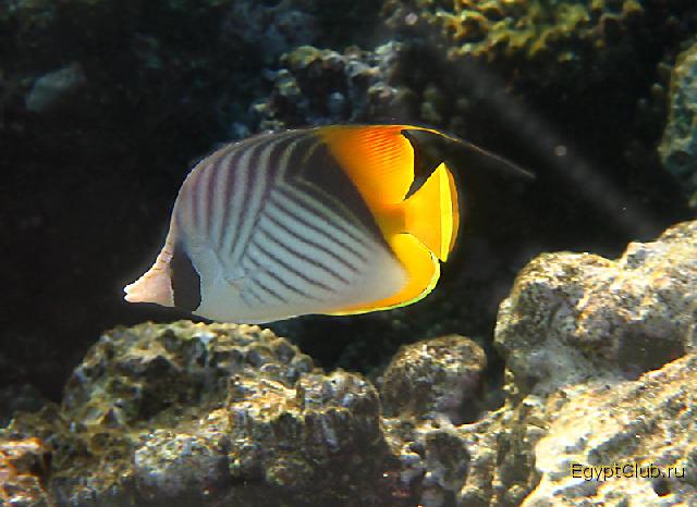 ����-�������