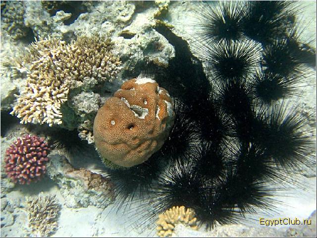 ���������� ���. �������