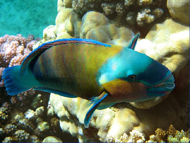 ����-�������