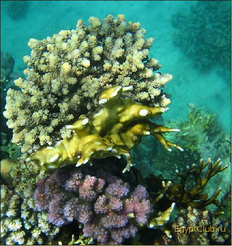  ����� ����. ����-���-����