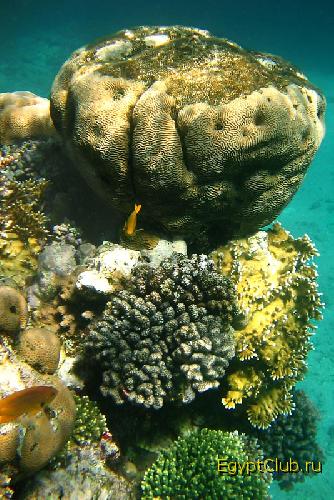 ����� ����. ����-���-����