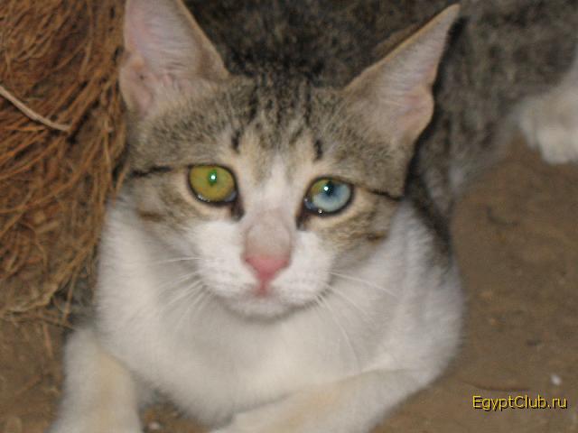 ���������� �����