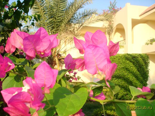 ����� ���� �����