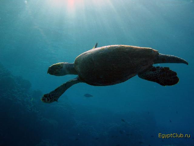 ����� �������