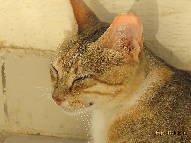 ���������� �����