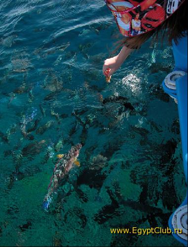 ������� �����, ������� � ���������