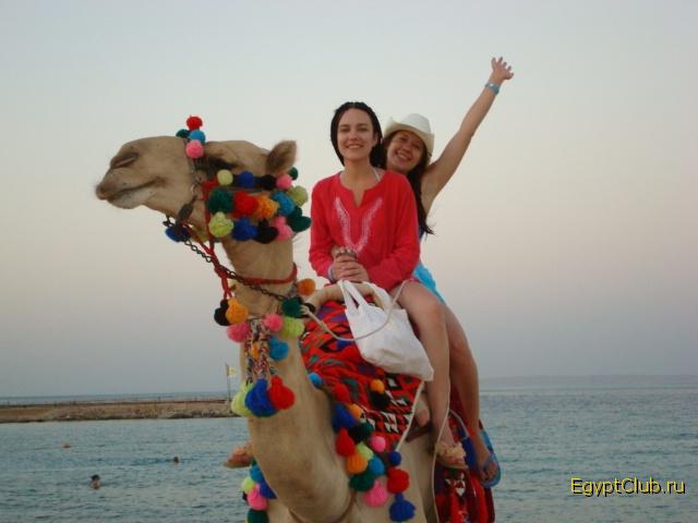 Sofitel - ��������, �������