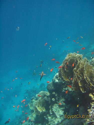 ���� ������