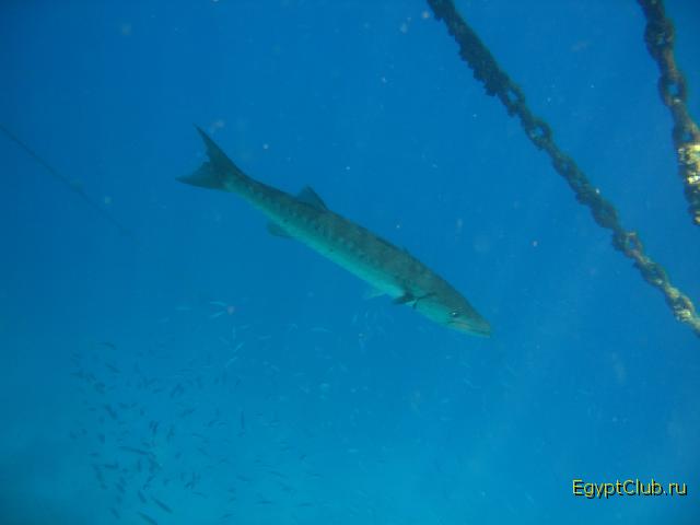 ��������� ��� �������� ������