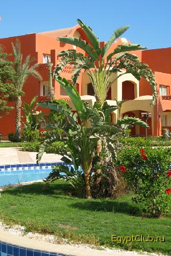 ��� ������