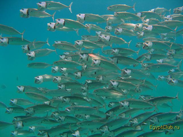 ����� ������