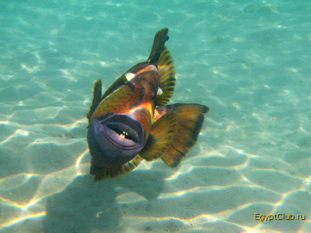 ����� ������