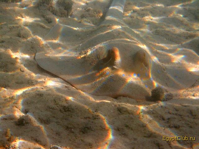 ����� ������