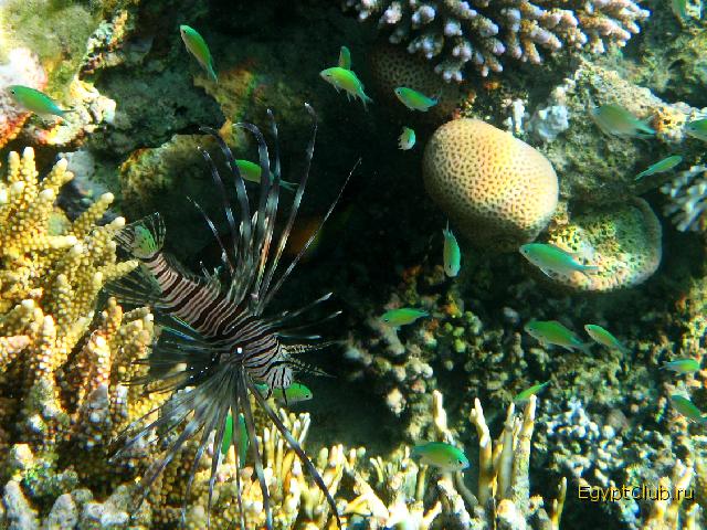 ����� ������