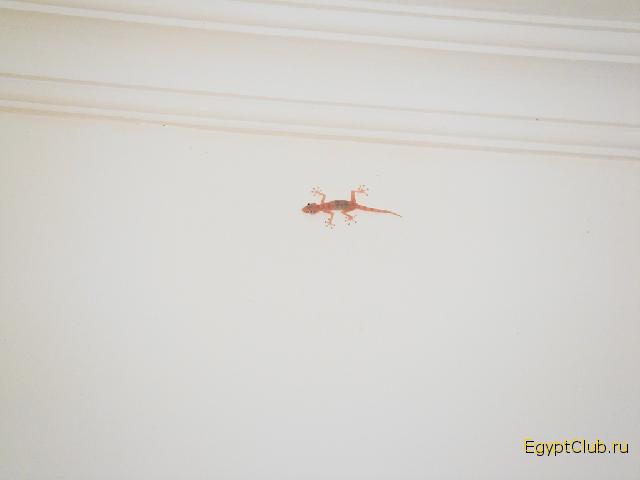 Sun Rise Garden Beach