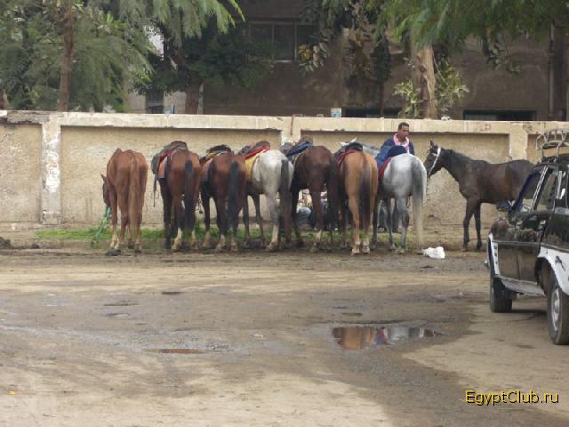 ����� �����