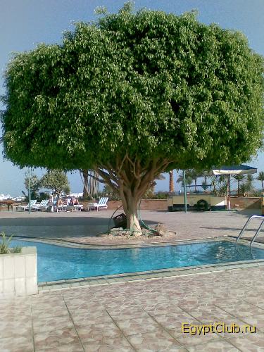 ������� ��� �����