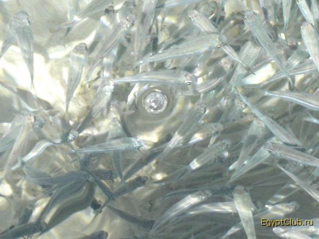 ������� ����