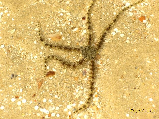 ������� ����