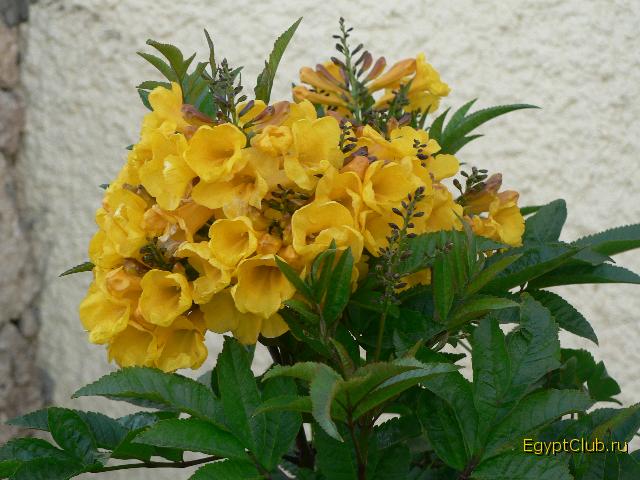 ������� �����