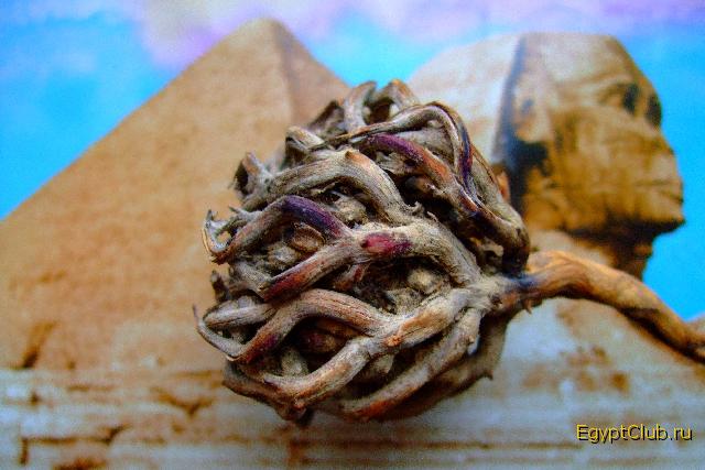 ���� �����1