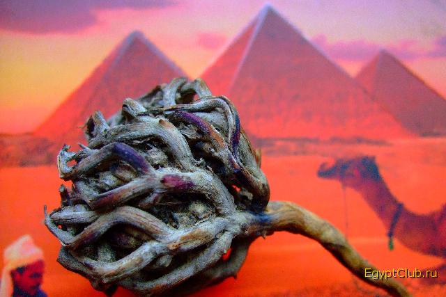 ���� �����2