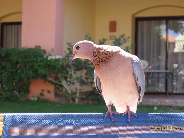 Iberotel Makadi Saraya 5*