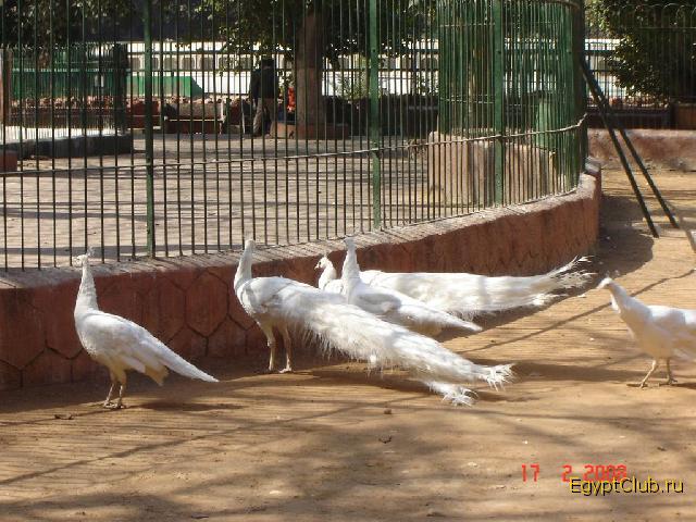 �������� �������