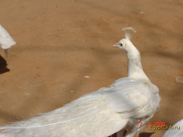 �������� �������