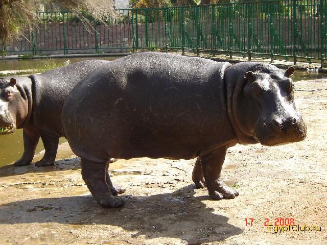 �������� �������