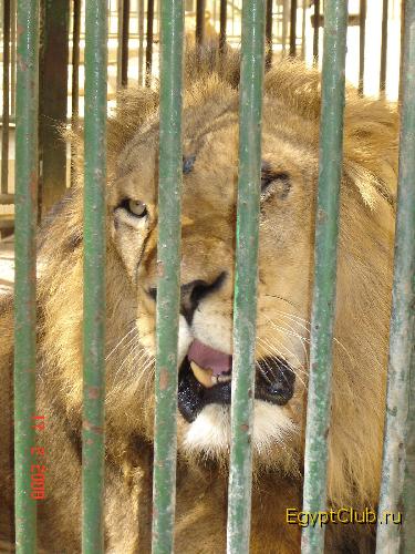 �������� �������