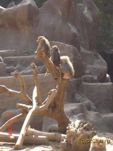 �������� �������