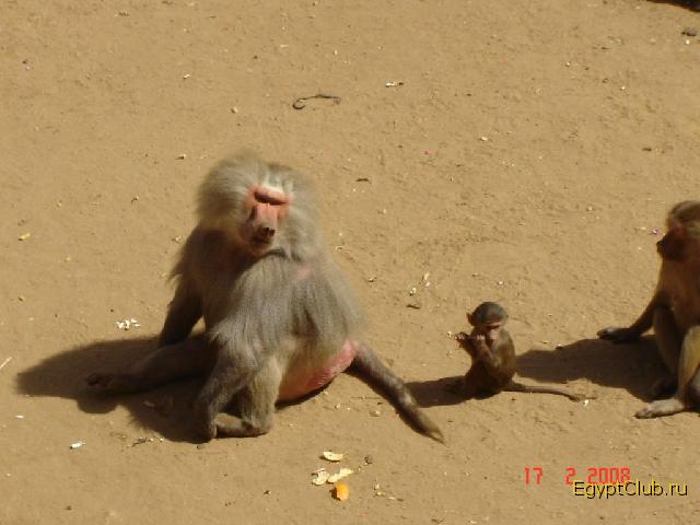 �������� �������