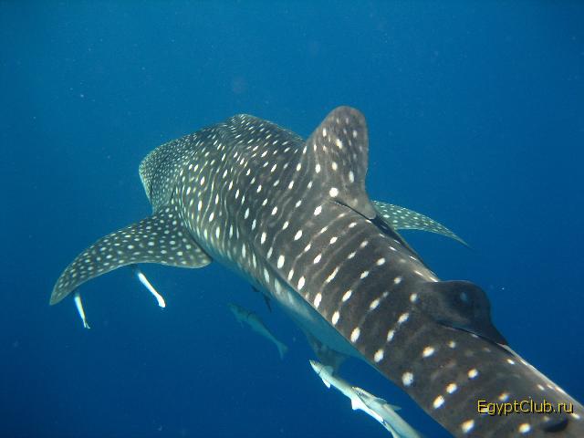 ���� 2008�.