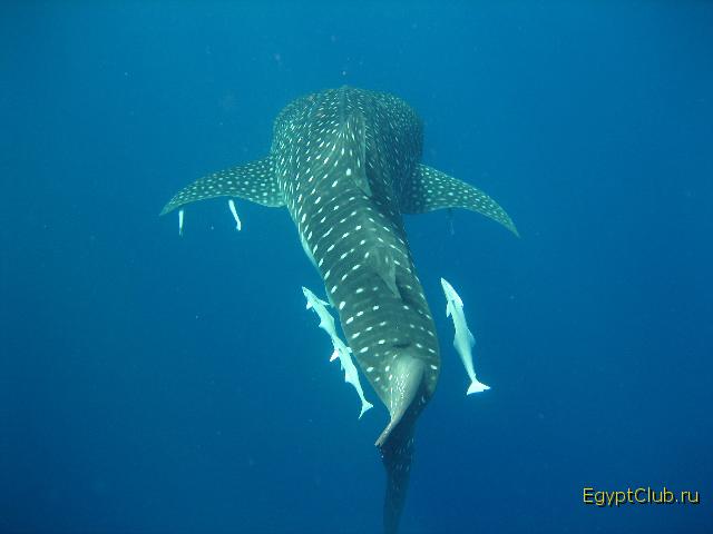 ���� 2008�.