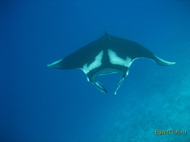 ���� 2008�.