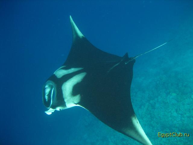 ���� 2008�.