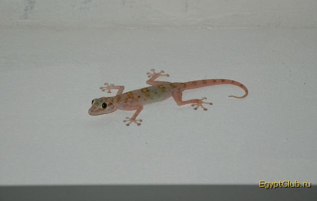 ���� 2008�.