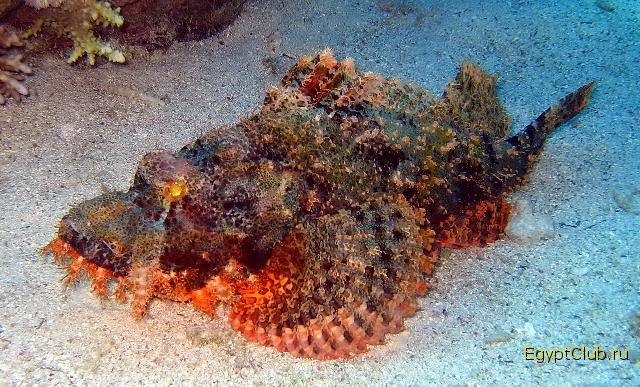 ������� ������